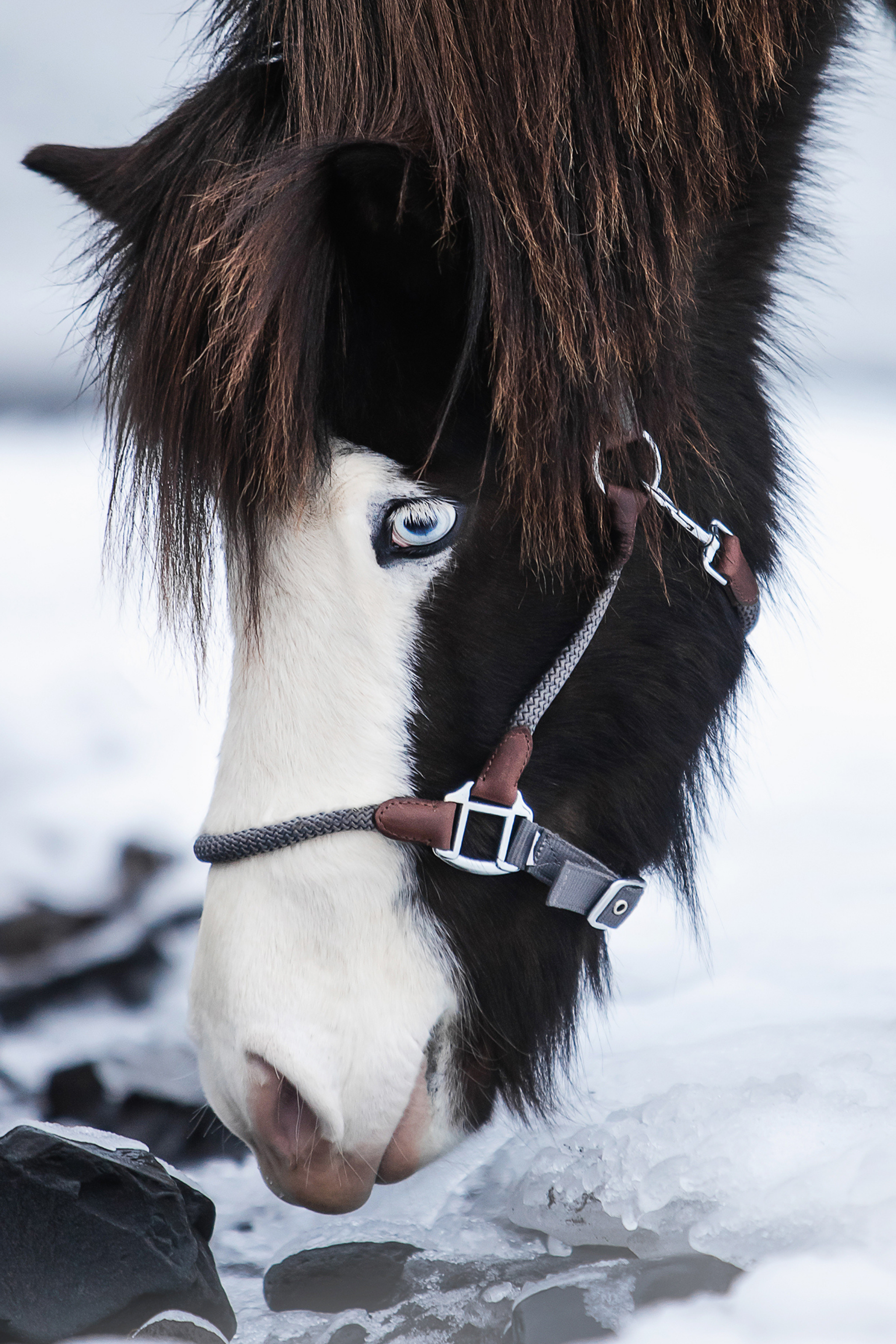 TR III Halfter TR III Halfter