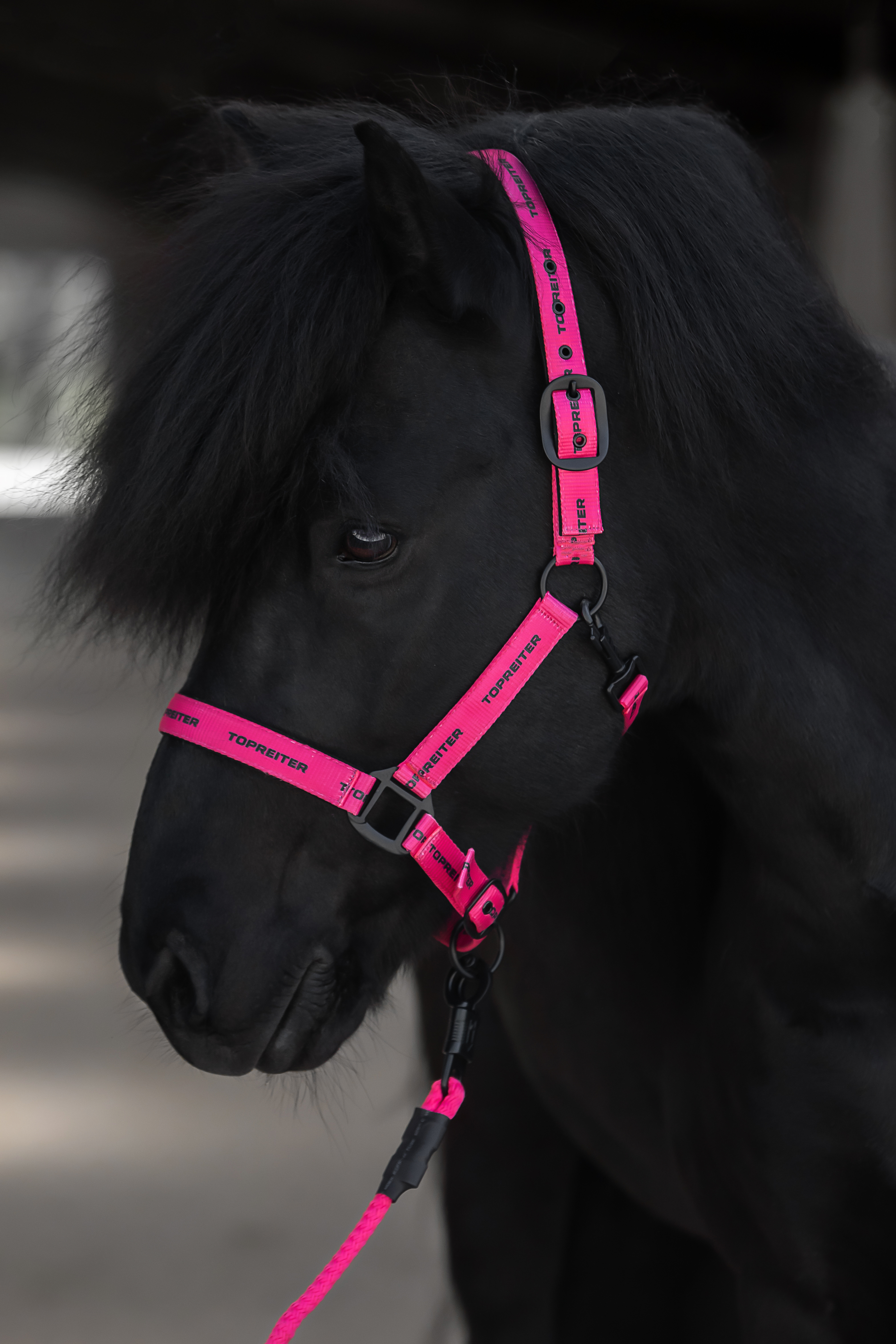 TR Logo Halfter
