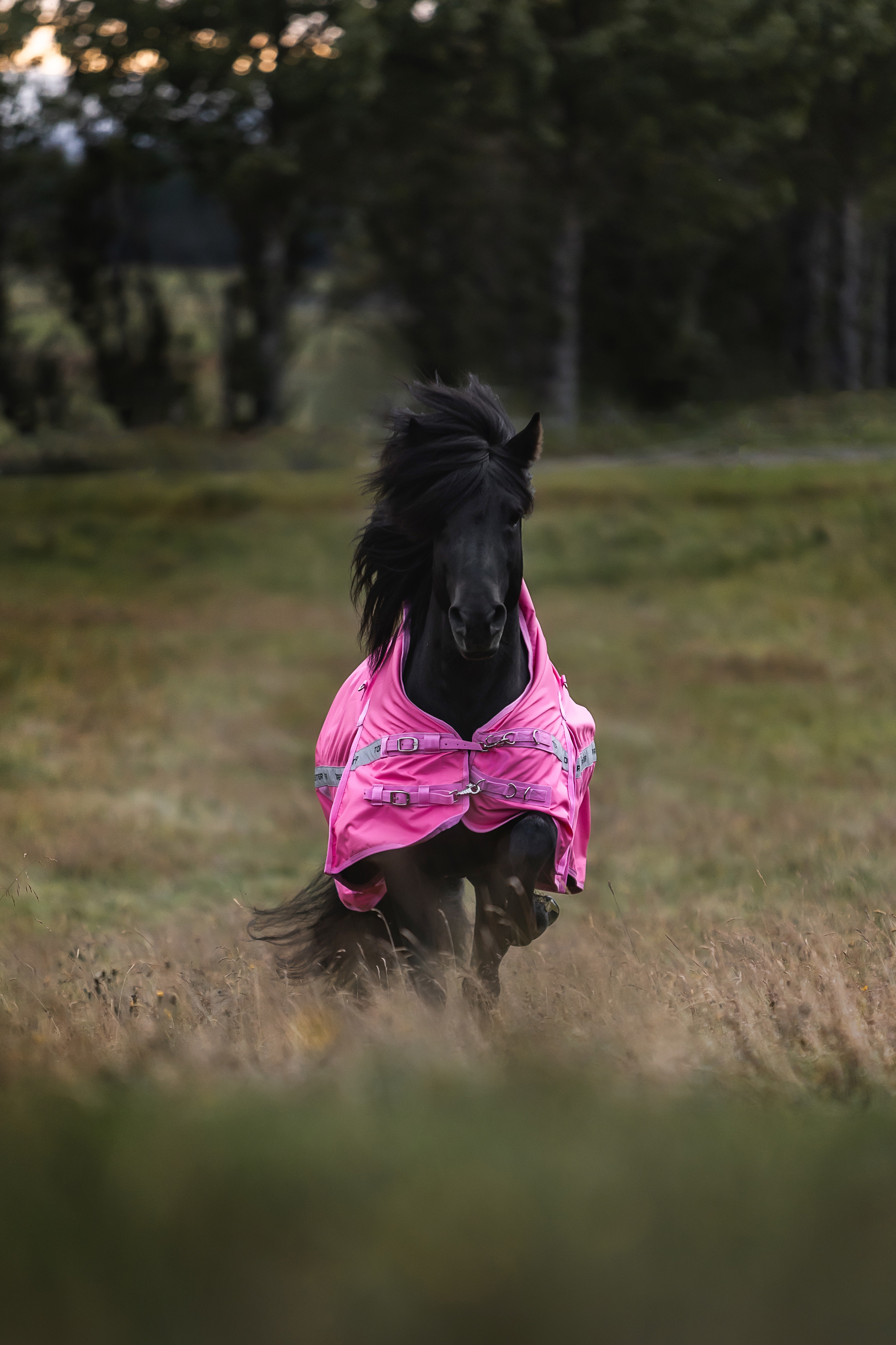 DE-RA-LEO-135 - Pink