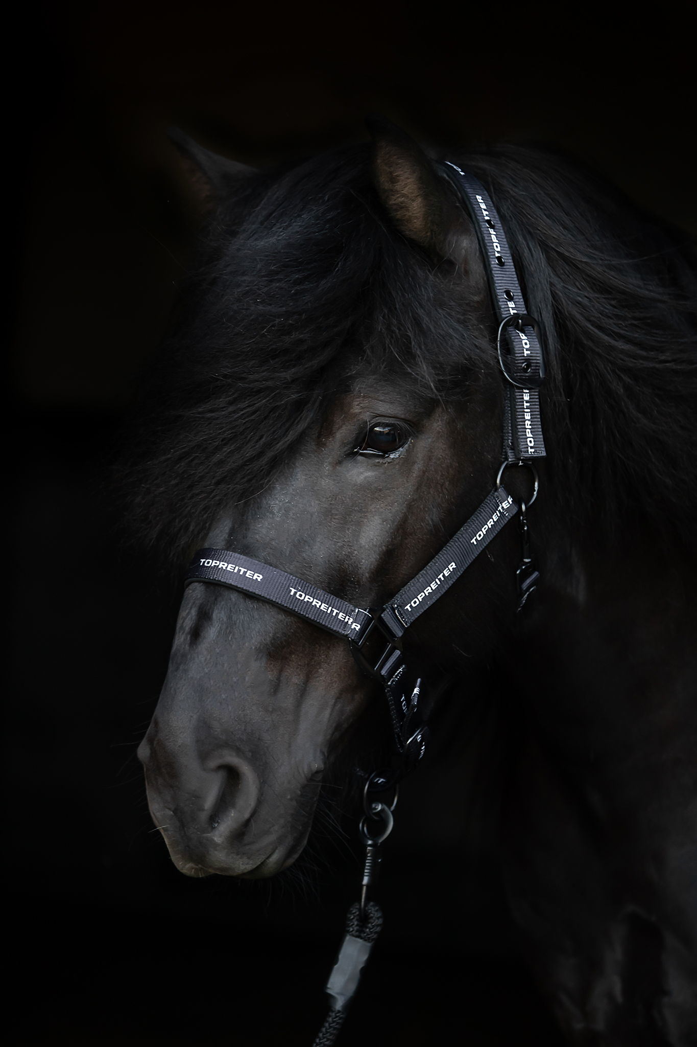 TR Logo Halfter TR Logo Halfter