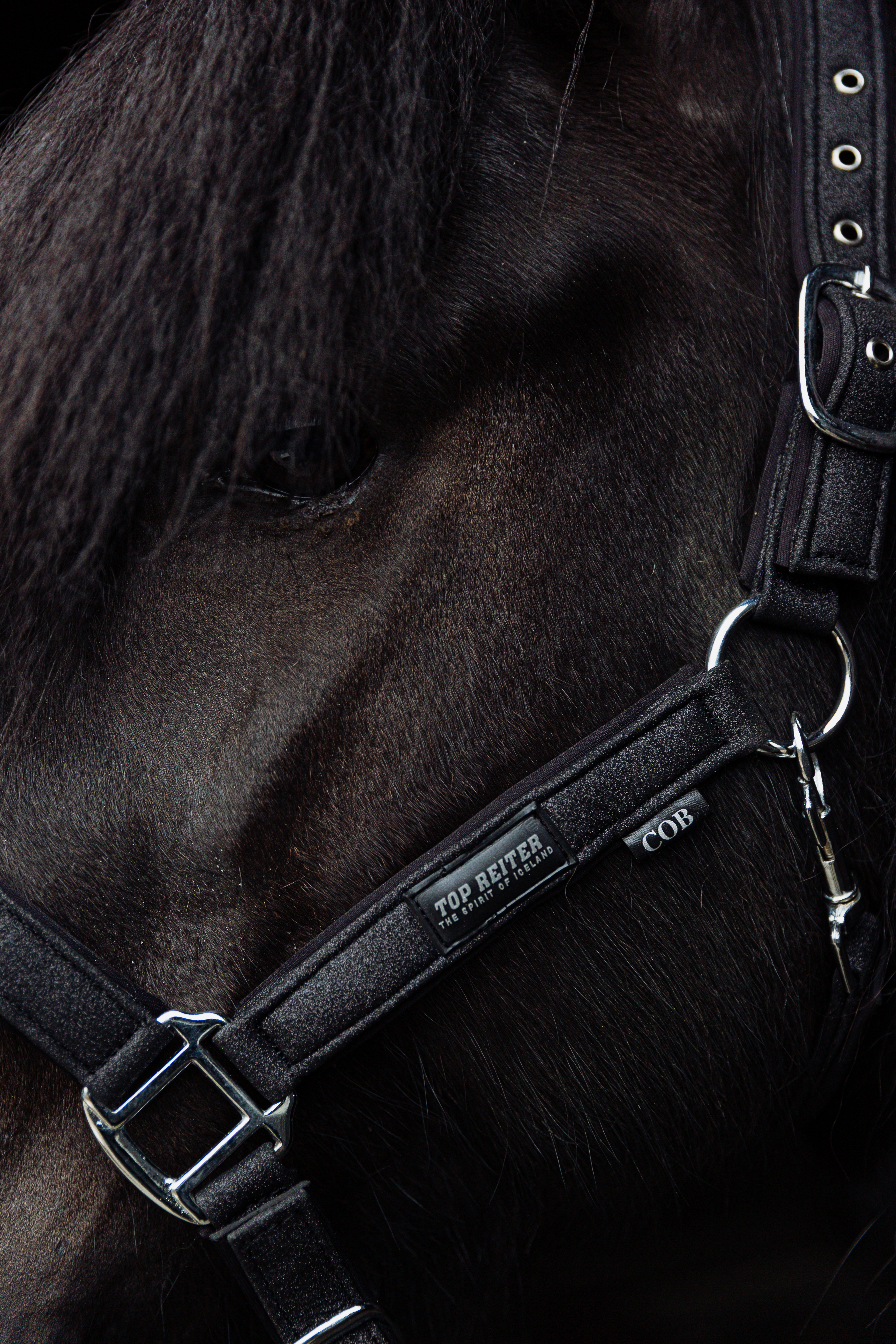 Glitrandi Halfter Glitrandi Halfter