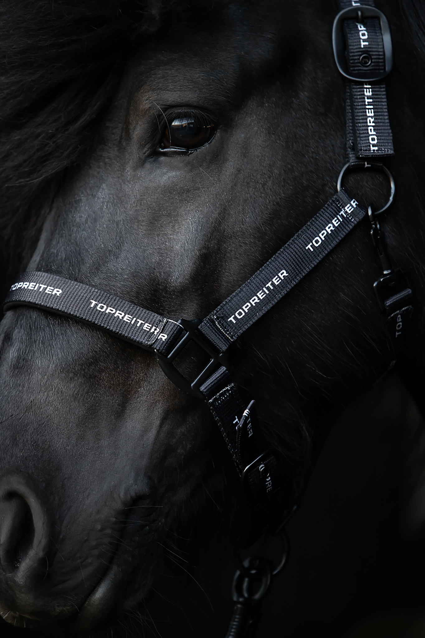 TR Logo Halfter TR Logo Halfter