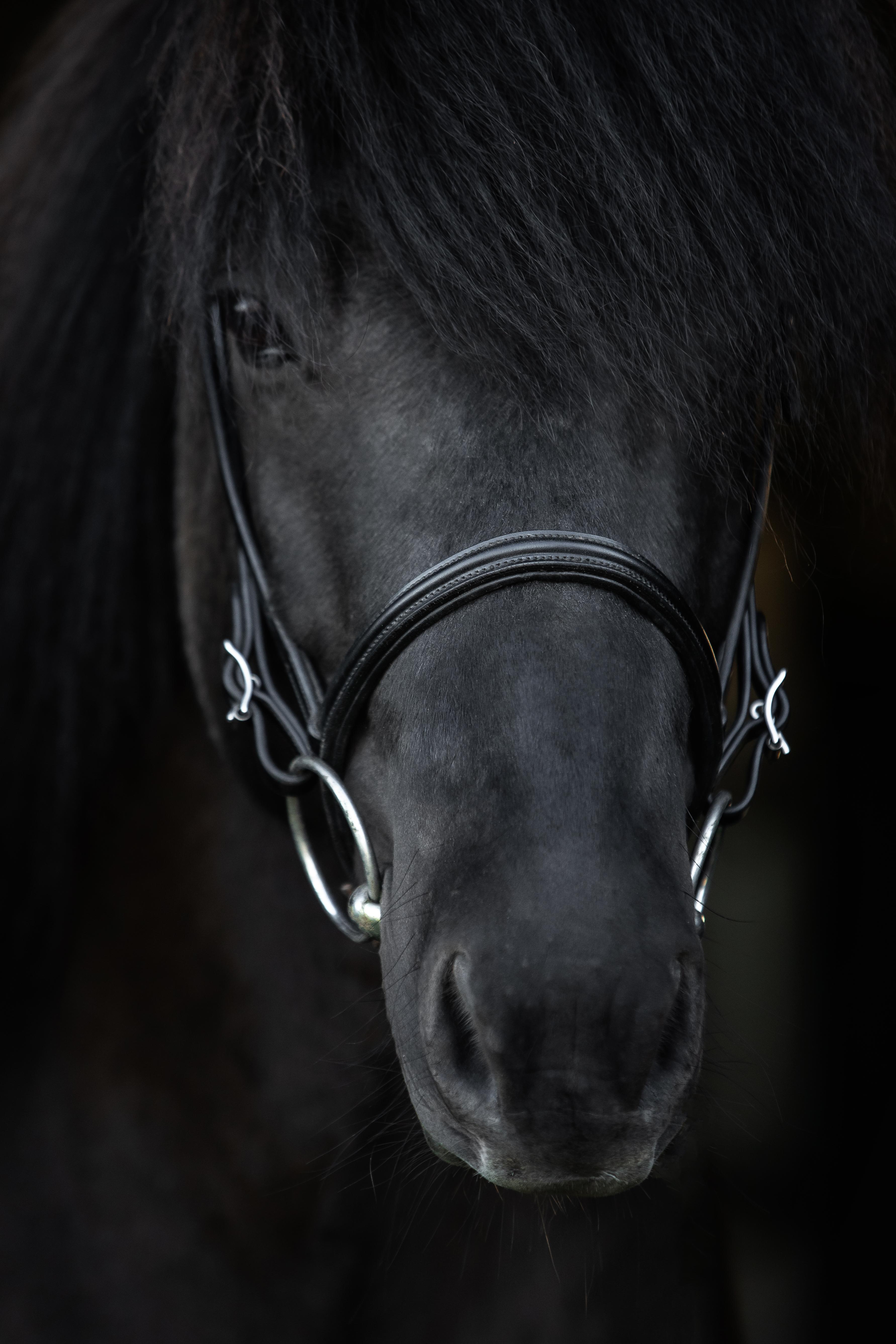 Klassik Nasenriemen Englisch