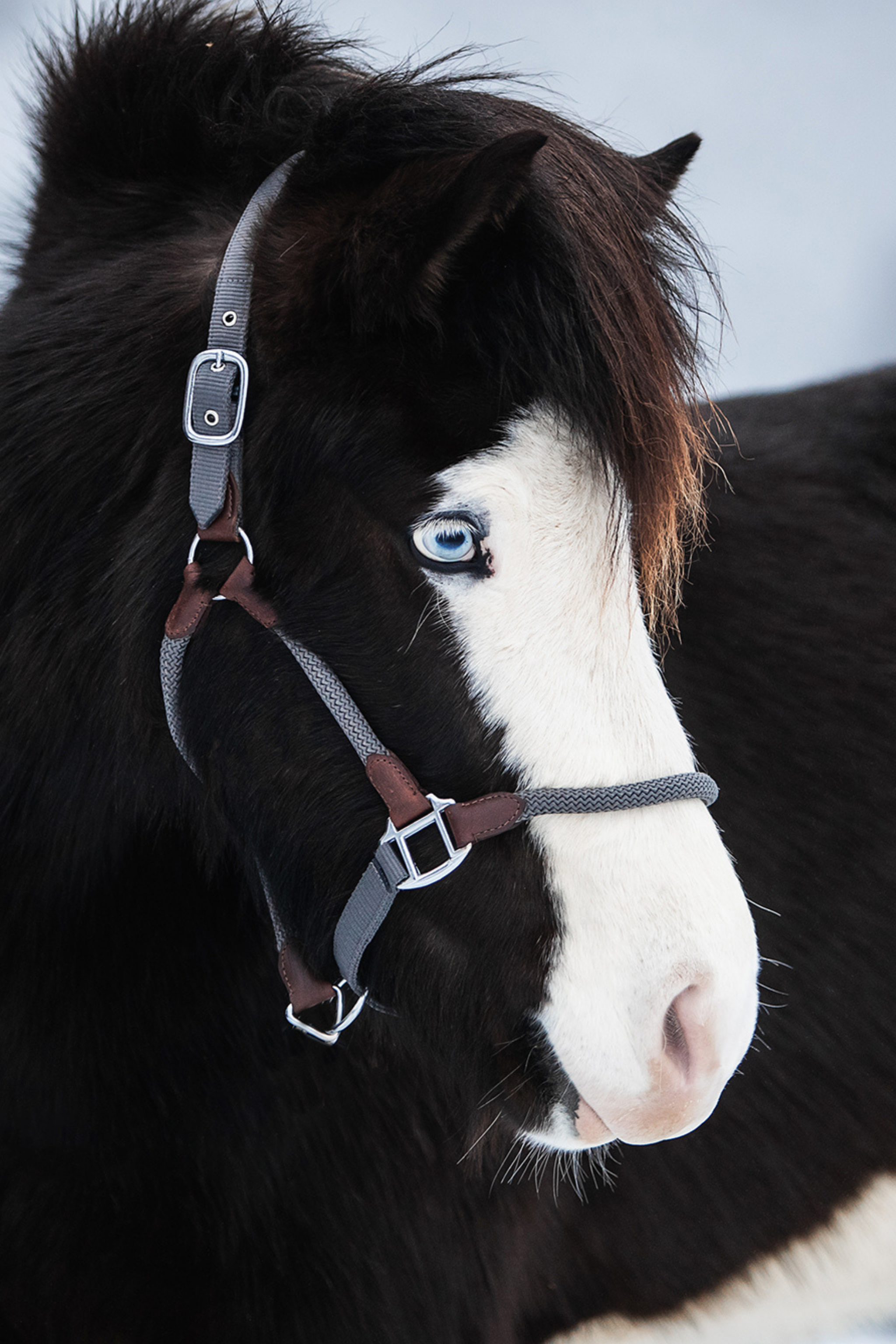 TR III Halfter TR III Halfter