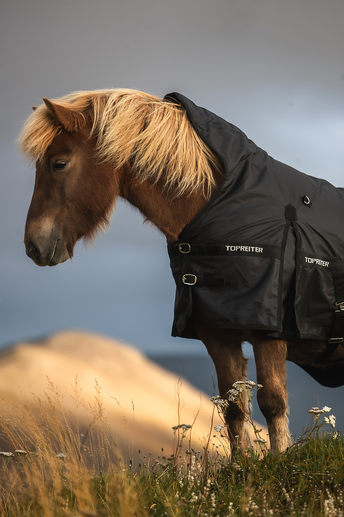 Waterproof Turnout Rug Waterproof Turnout Rug