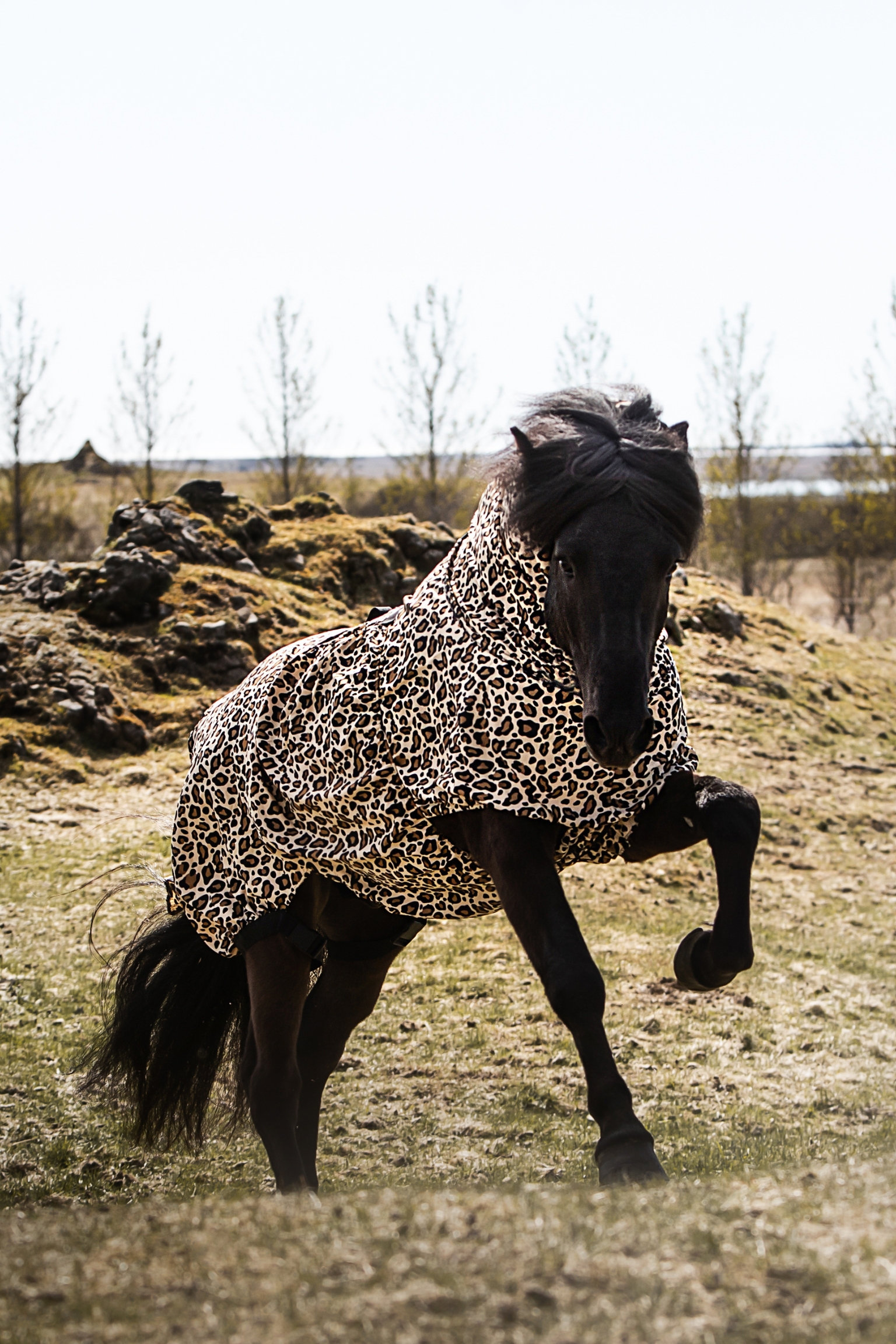 Eczema Rugs for Icelandic Horses